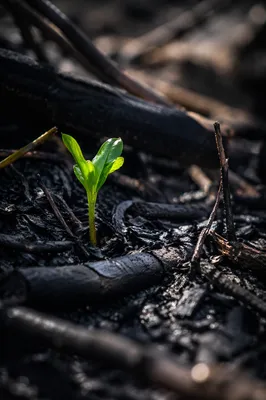 Fresh Green Shoot Rising From Ashes