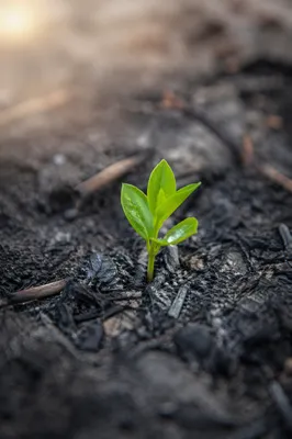 Fresh Green Shoot Rising From Ashes