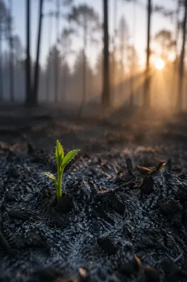 Green Shoot Rising From Ashes at Dawn