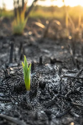 Green Shoot Rising From Ashes at Dawn