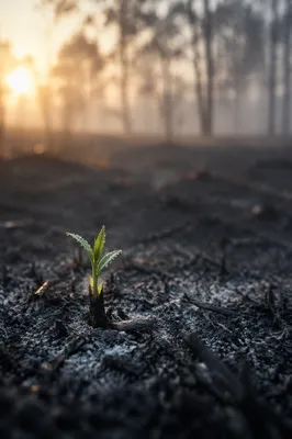 Green Shoot Rising from Ashes at Sunrise
