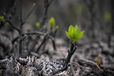 Green Shoot Rising From Ashes