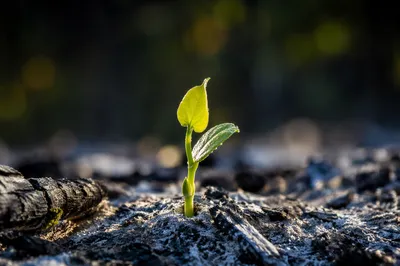 Green Shoot Rising From Ashes