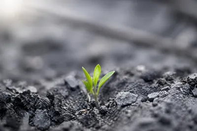 Green Shoot Rising From Ashes