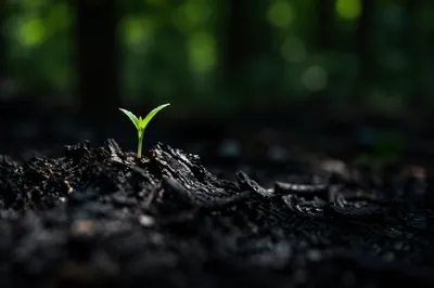 Green Shoot Rising From Ashes