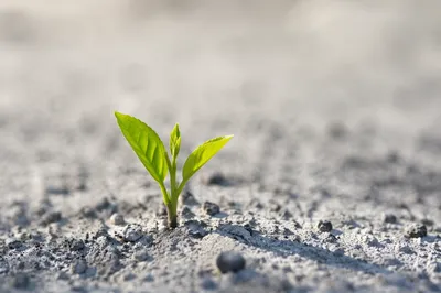 Green Shoot Rising from Ashes