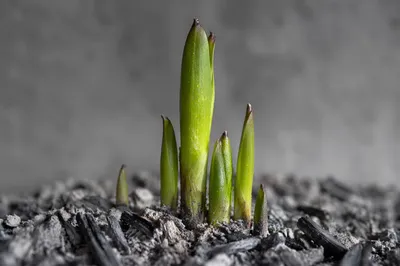 Green Shoots Rising From Ashes