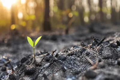 Green Shoot Rising From Ashes