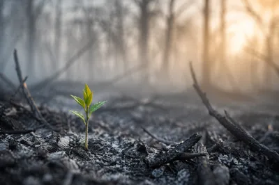 Green Shoot Rising from Ashes at Dawn