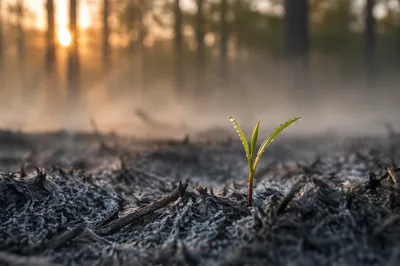 Fresh Green Shoot Rising from Ashes