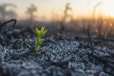 Fresh Green Shoot Rising from Ashes
