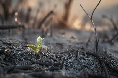 Fresh Green Shoot Rising from Ashes