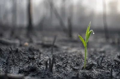 Fresh Green Shoot Rising From Ashes
