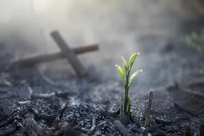 Green Shoot Rising From Ashes