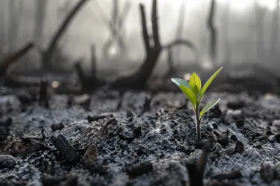 Green Shoot Emerging from Gray Ashes