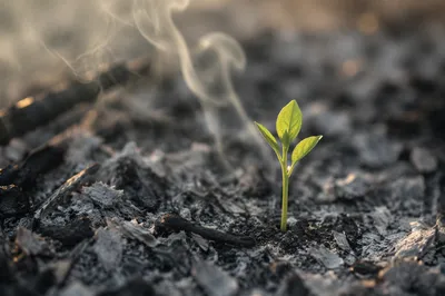 Green Shoot Emerging from Gray Ashes