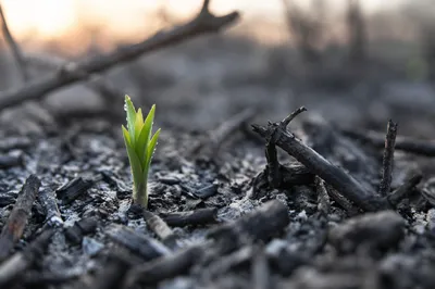 Green Shoot Emerging from Gray Ashes
