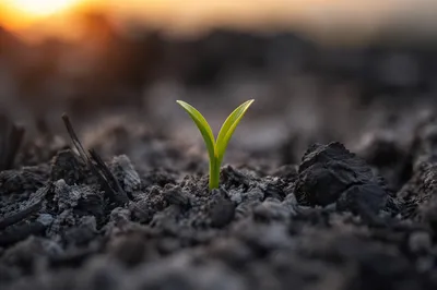 Green Shoot Rising From Ashes