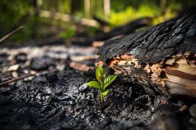 Green Shoot Rising From Charcoal Ash
