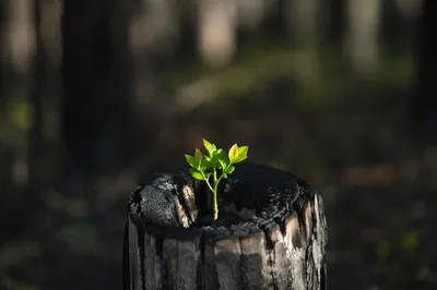 Green Shoot Rising From Charred Stump
