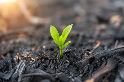 Fresh Green Shoot Rising From Ashes