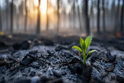Green Shoot Rising from Ashes at Dawn