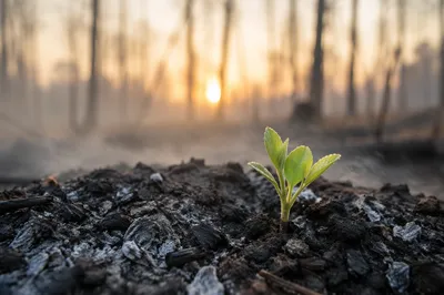 Green Shoot Rising From Ashes at Dawn