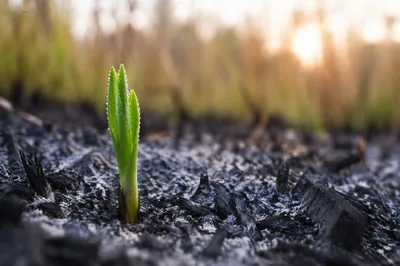 Green Shoot Rising From Ashes at Dawn