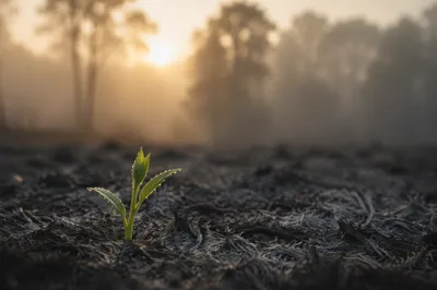 Green Shoot Rising From Ashes at Dawn