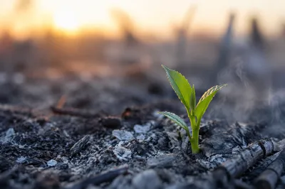Fresh Green Shoot Rising From Ashes