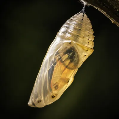 Glowing Butterfly Chrysalis of New Life