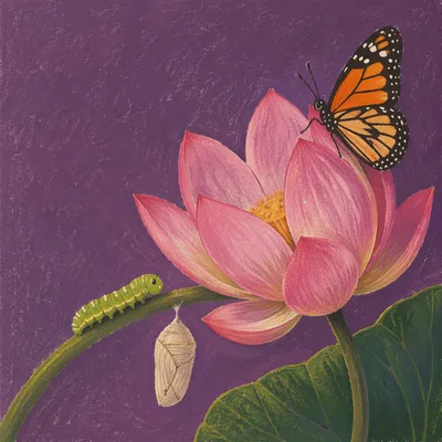 Butterfly and Chrysalis on Pink Lotus