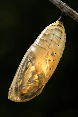 Glowing Butterfly Chrysalis of New Life