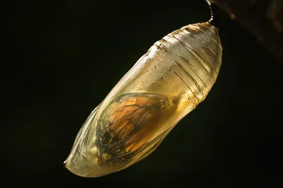 Luminous Butterfly Chrysalis of New Life