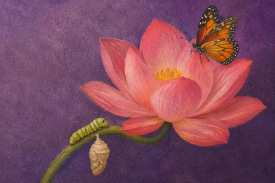 Butterfly and Chrysalis on Pink Lotus
