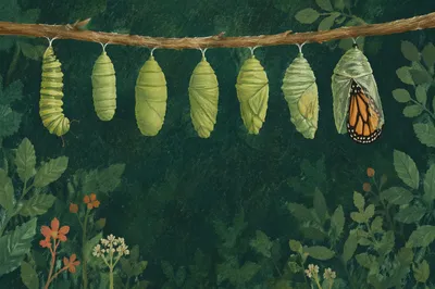 Caterpillar Chrysalis Transformation in Forest Light