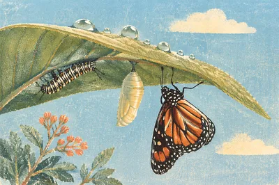 Caterpillar Chrysalis Butterfly Renewal Metaphor
