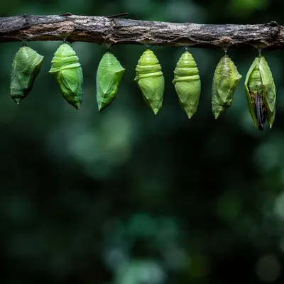 Caterpillar Chrysalis Sequence of Emotional Transformation