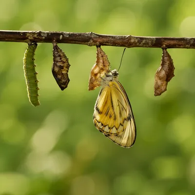 Golden Butterfly Metamorphosis on Spring Twig