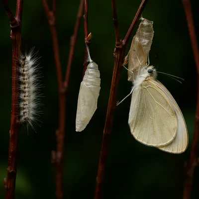 Hopeful Caterpillar to Butterfly Transformation