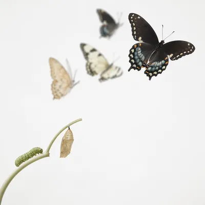 Hopeful Caterpillar to Butterfly Transformation