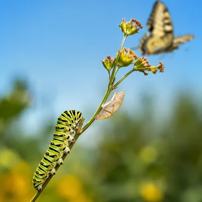 Caterpillar Journey of Hopeful Transformation