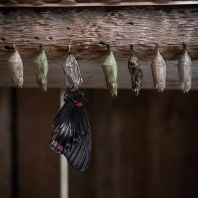 Butterfly Emergence and Chrysalis Transformation