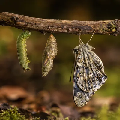 Caterpillar Chrysalis Butterfly Emotional Transformation