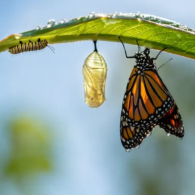 Caterpillar Butterfly Transformation with Hopeful Renewal