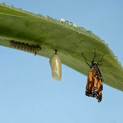 Caterpillar Chrysalis Butterfly Renewal Metaphor