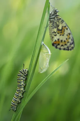 Caterpillar to Butterfly Transformation in Morning Meadow