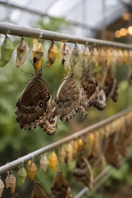 Butterfly Transformation with Chrysalises in Conservatory