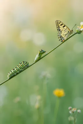 Caterpillar Butterfly Transformation on Meadow Stem