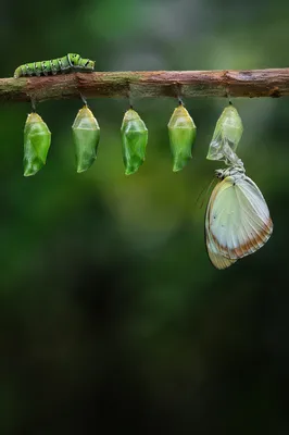 Caterpillar Butterfly Transformation in Morning Forest